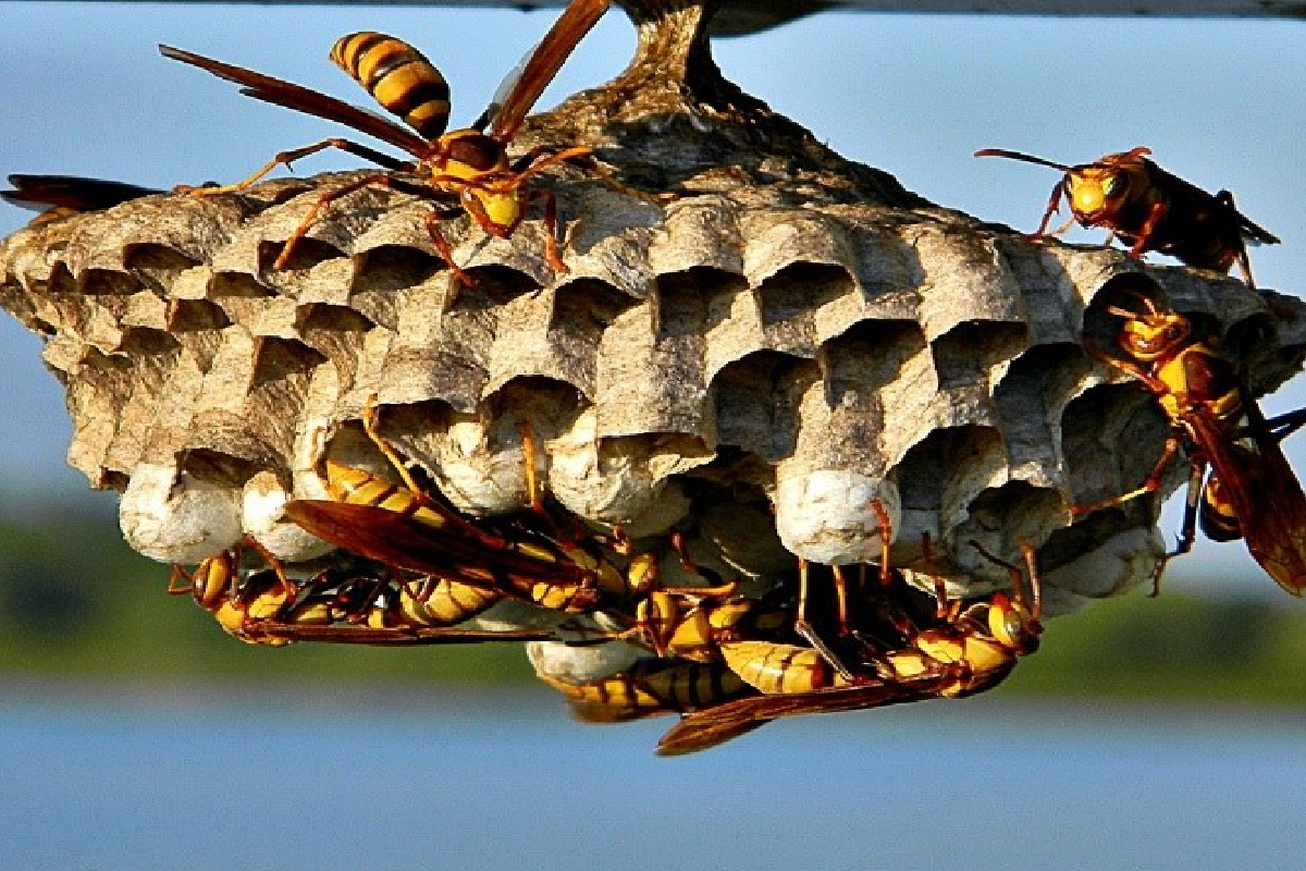 குளவி தாக்குதலில் உயிரிழப்பு; நால்வர் வைத்தியசாலையில் | Wasp Attack Results In Fatality Lindula