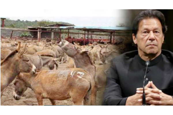 பாகிஸ்தானிடமிருந்து ஆயிரக்கணக்கான கழுதைகளை வாங்கி குவிக்கும் சீனா! வெளியான பின்னணி! | World பாகிஸ்தானிடமிருந்து ஆயிரக்கணக்கான கழுதைகளை வாங்கி குவிக்கும் சீனா! வெளியான பின்னணி! | World