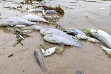 மீன்களில் நஞ்சுப் பொருள் உள்ளதா? கடற்றொழில் திணைக்களம் விளக்கம்