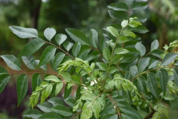 அதிகாலை வேளையில் கறிவேப்பில்லையை பச்சையாக சாப்பிடுவதால் கிடைக்கும் நன்மைகள் என்னென்ன?