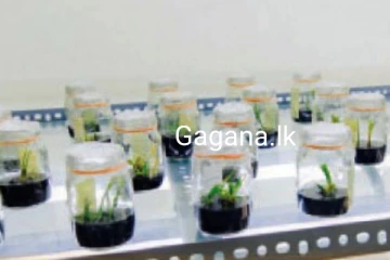 ගැහැණු පොල් මලෙන් ලංකාව මුලු ලෝකයෙන්ම එකට එයි..සිදු වූ විශ්මිත දේ මෙන්න.(PHOTOS)