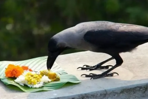 இன்று ஆடி அமாவாசை.., முன்னோர்களுக்கு விரதம் மேற்கொள்வது எப்படி? | Aadi Amavasai Worship In Tamil