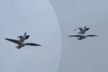 3 மில்லியன் பேரை பிரமிப்பில் ஆழ்த்திய பறவையின் பயணம்... இது சாத்தியமா?