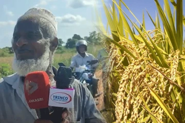 திருகோணமலையில் குறைந்த விலையில் நெற்கொள்வனவு: விவசாயிகள் கவலை