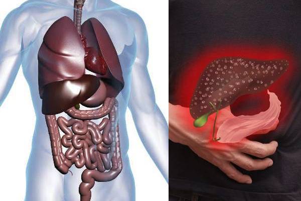 வாழ்நாள் முழுக்க கல்லீரலை காப்பாற்ற வேண்டுமா? இந்த மீனையும் சாப்பிடுங்க | Foods And Fish That Protect The Liver