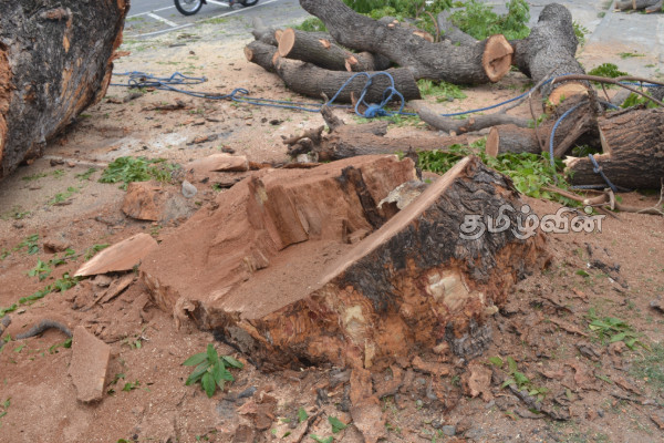 மருதங்கேணியில் வீதியில் நின்ற பழமை வாய்ந்த வேப்பமரம் வெட்டி அகற்றம் | Cutting Down Removing Ancient Neem Tree