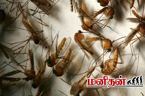டெங்கு கொசுவை ஒழித்துக் கட்டும் புதிய தொழிற்சாலை.. இங்கு என்ன உள்ளது தெரியுமா? | Dengue Brazil Start Biofactory For Mosquitoes