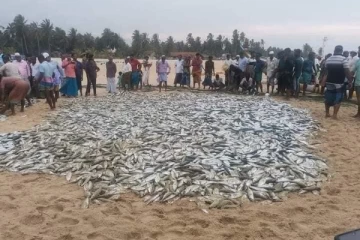 நிந்தவூர் பிரதேசங்களில் பிடிக்கப்பட்ட அதிகளவு பாரை மீன்கள்