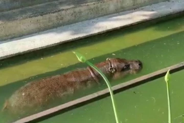 பிரித்தானியாவில் வெயிலுக்கு இதமாக நீராடிய நீர்யானை!