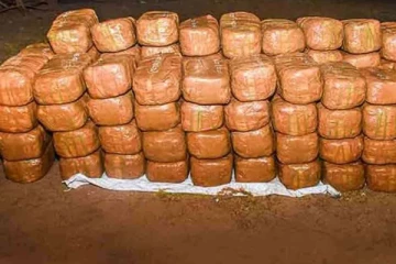 தமிழர் பகுதியொன்றில் பெருந்தொகை கேரள கஞ்சா மீட்பு