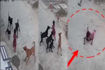 சுற்றி வளைத்த 5 நாய்கள்: மாட்டிக்கொண்ட 4 வயது சிறுமியின் பகீர் காட்சி