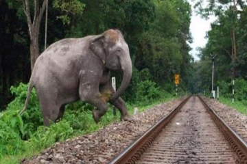 யாழில் இருந்து சென்ற ரயில் இரு உயிர்களை பறித்தது