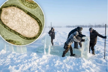 50,000 ஆண்டுகள் பழமையான “Zombie Virus" கண்டுபிடிப்பு! ஆபத்தானது- கடும் அதிர்ச்சியில் விஞ்ஞானிகள்