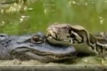 முதலையை தலையணையாக்கிய அனகோண்டா பாம்பு... பின்பு நடந்தது என்ன?