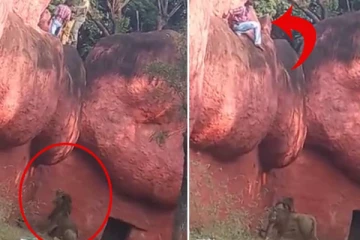 குகைக்குள் வைரம் தேடி சென்ற நபருக்காக காத்திருந்த சிங்கம்..... கத்தி அலறிய பார்வையாளர்கள்!