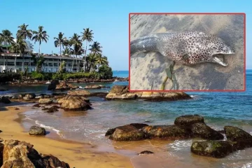 கொழும்பு - கல்கிஸ்ஸையில் கரை ஒதுங்கிய அரிய வகை மீனினம்