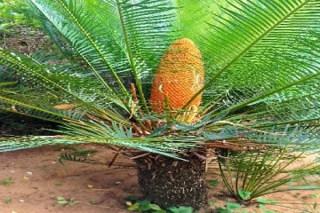 மட்டக்களப்பில் அனைவரையும் கவர்ந்திழுக்கும் அதிசய பூ!