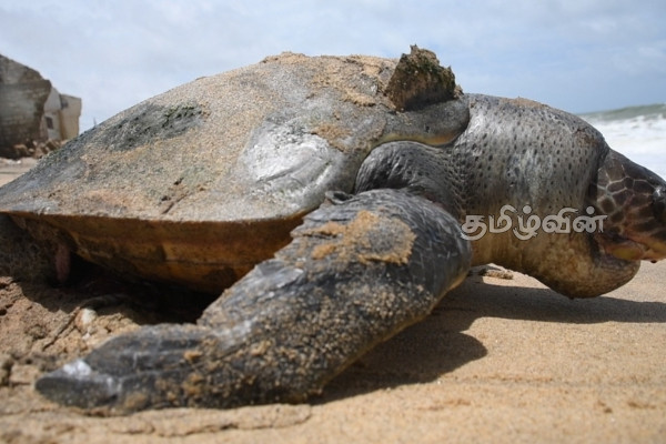 புத்தளத்தில் உயிரிழந்த நிலையில் கரையொதிங்கிய அரிய வகை கடலாமை(Photos) | Rare Species Of Turtle In Puttalam