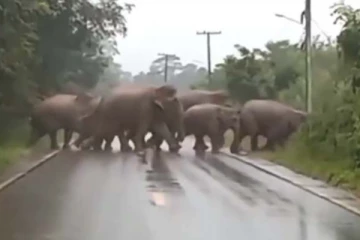 கூட்டமாக செல்கையில் ஒற்றை யானை செய்த சம்பவம்... 9 மில்லியன் பேர் ரசித்த காட்சி