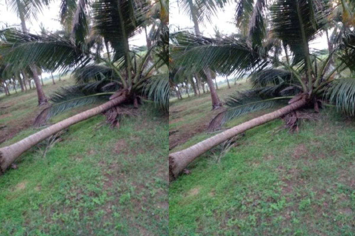வவுனியாவில் தொடரும் யானைகளின் அட்டகாசம் ; வாழ்வாதாரத்தை இழந்து தவிக்கும் மக்கள் | Elephants Rampage In Vavuniya People In Distress