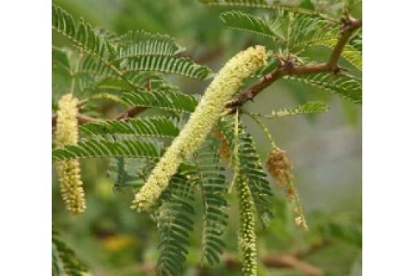 மட்டக்களப்பில்  அழிக்கப்படுவது  கருவேல மரங்களா?   சீமைக்கருவேல மரங்களா?; சுற்றுச்சூழல் ஆர்வலர்கள் கவலை | Are Oak Trees Being Destroyed In Batticaloa