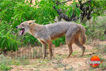 පාසලට නරි පැනලා - දරුවෝ ටික විනාසයි