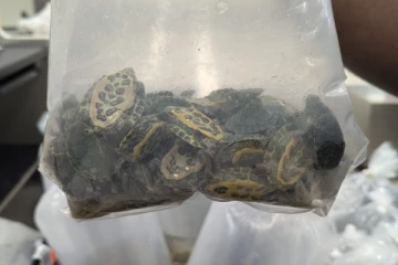 365 உயிருள்ள மீன்கள், ஆமைகள் விமான நிலையத்தில் பறிமுதல்