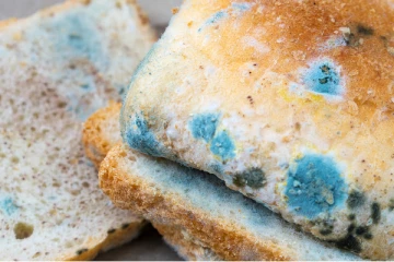 பூஞ்சை படிந்த பிரட் சாப்பிட்டால் என்ன நடக்கும் தெரியுமா? உயிருக்கே ஆபத்து!