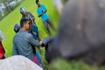 தமிழர் பகுதியொன்றில் வீதியில் உயிரிழந்து கிடந்த காட்டு யானை!