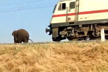 ரயிலுக்கு முன்னாள் ஓடிய யானை: நெஞ்சைப் பதறவைக்கும் வீடியோ! வைரலாகும் வீடியோ காட்சி
