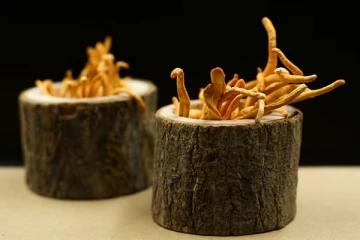 தங்கத்தை மிஞ்சும் விலை - மூலிகைக்காக இந்தியாவுக்குள் நுழையும் சீன வீரர்கள்!