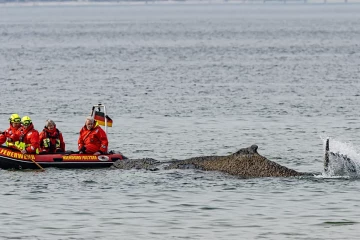 யேர்மனியில் கரை ஒதுங்கிய கூன்முதுகு திமிங்கலம்; தொலை தூரத்திற்கு கேட்கும் ஓலம்