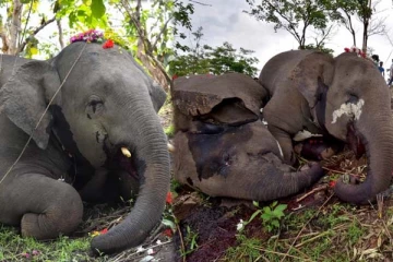 ஒரே நேரத்தில் உயிரிழந்த 18 யானைகள்... கண்ணீர் சிந்த வைக்கும் காட்சி