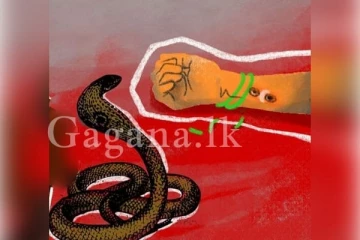 තල් අතු ඒකතු කරන්න ගිය කාන්තාවකට නොහිතපු දෙයක් දකින්න ලැබිලා..