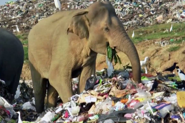 கதிர்காமம் கந்தன் ஆலயத்திற்கு பாதயாத்திரை செல்லும் அடியார்களுக்கு | For Servants Going On A Padayatra To Kathirgamam