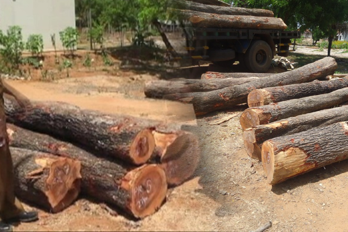 கிளிநொச்சியில் திடீர் சோதனையின் போது பாலை மரக்குற்றிகள் மீட்பு | Tree Stumps Rescued In Kilinochchi