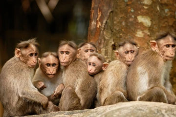 குரங்குகள் இடையே பரவும் ஆபத்தான நோய்; மக்களே அவதானம்