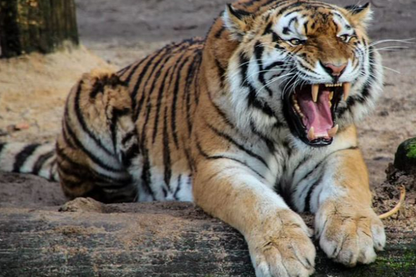 புலியிடம் கடிவாங்கிய ஊழியர் - நடந்தது என்ன? வைரலாகும் வீடியோ! - தமிழ்நாடு