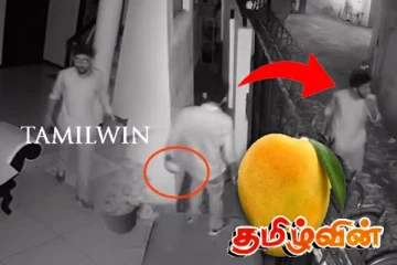 30 நிமிடங்கள் தேடி ஒரேயொரு மாம்பழத்தை திருடிய திருடன் - நகைப்புக்குள்ளாகும் காணொளி
