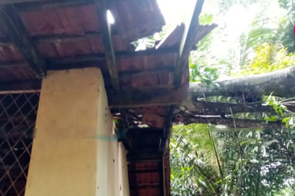 முறித்து வீழ்ந்த பலாமரத்தால் மாணவர்கள் 8 பேரின் நிலை | 8 Students Injured By Fallen Tree
