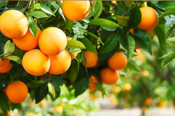 ஆரஞ்சு பழம் அதிகமாக சாப்பிட்டால் இந்த பக்க விளைவுகள் எல்லாம் வருமாம்.. உஷாரா இருங்க!