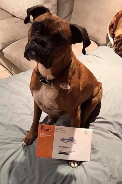 California woman facing charges dog voted post
