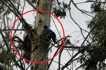 අඩි 200ක් උස ගසක් මුදුනේ දී තරුණයෙකුට සිදුවූ බිහිසුණු සිදුවීම මෙන්න...