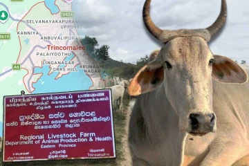 பன்குளம் பகுதியில் மாடுகள் இறப்பும் : கிழக்கு மாகாண கால்நடைத் திணைக்களத்தின் பாராமுகமும்
