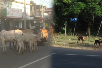 அம்பாறையில் போக்குவரத்துக்கு இடையூறாக உள்ள கட்டாக்காலி கால்நடைகள்
