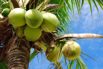 நாம் தூக்கிப்போடும் தேங்காய் மட்டையில் இத்தனை அற்புத குணங்களா?