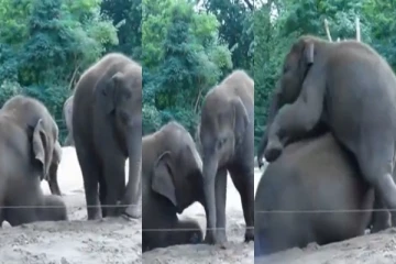 தாய் யானையிடம் கொஞ்சி விளையாடிய குட்டி யானை - வைரலாகும் வீடியோ