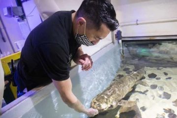 90 வயதில் வாழும் உலகின் மிக வயதான மீன்!