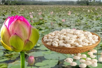 தாமரை விதையில் ஒளிந்திருக்கும் அற்புதமான ஆரோக்கிய நன்மைகள் பற்றி உங்களுக்கு தெரியுமா?