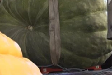 அட இவ்வளவு பெரிய காய்கறியா.... மிரண்டு போன மில்லியன் பேர்!